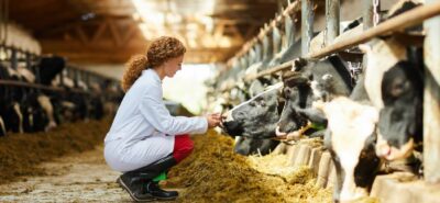 veterinary and cows in a farm